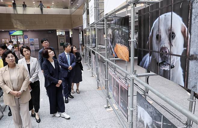 더불어민주당 남인순, 고민정, 한정애 의원 등 참석자들이 사육 시설에 갇혀 있는 식용으로 길러지는 개들의 사진을 관람하고 있다. 김성룡 기자