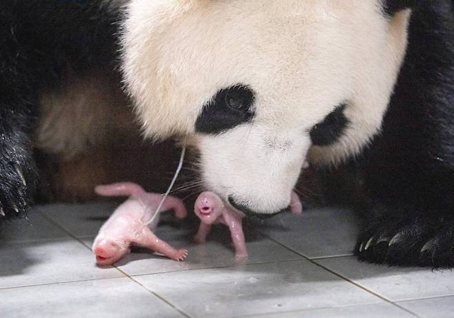 출산 직후 엄마 아이바오와 쌍둥이 아기 판다 모습. 에버랜드 제공