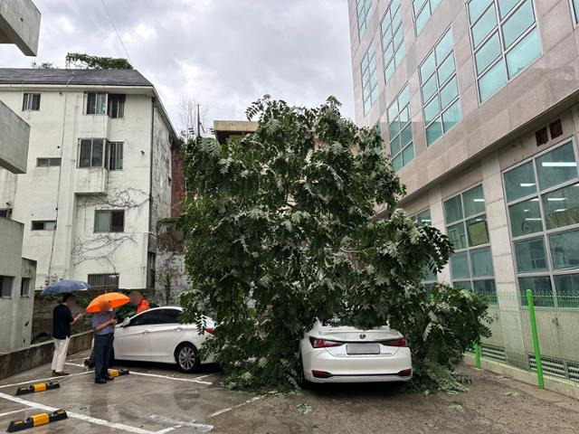 11일 오후 대구 수성구 범어동의 한 주차장에서 차량이 쓰러진 나무에 깔려 있다. 대구소방안전본부 제공