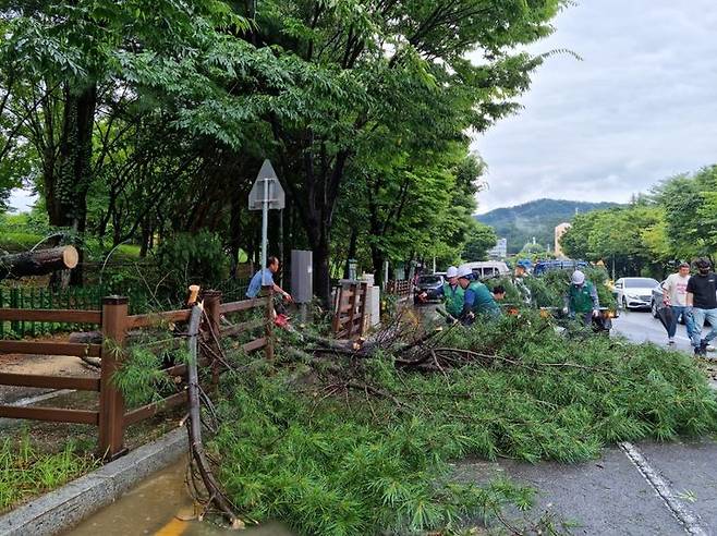 [광주=뉴시스] 이영주 기자 = 광주 지역에 호우주의보가 내려진 11일 오후 광주 북구 일곡동 한 공원 주변에서 행정 당국이 비 피해로 넘어진 나무를 복구하고 있다. (사진 = 북구 제공) 2023.07.11. photo@newsis.com  *재판매 및 DB 금지