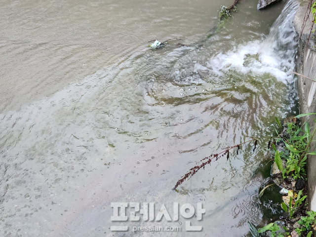 ▲포항시 남구 구룡포 삼정지구 개발사업 현장 소하천에 기름이 흘러나와 악취를 내며 해수욕장으로 흘러 들어가고 있다. ⓒ프레시안(오주호)