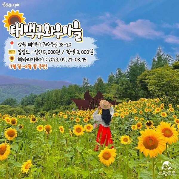 해바라기 명소 추천 태백 구와우 마을 /&nbsp;@ggu.pic&nbsp;