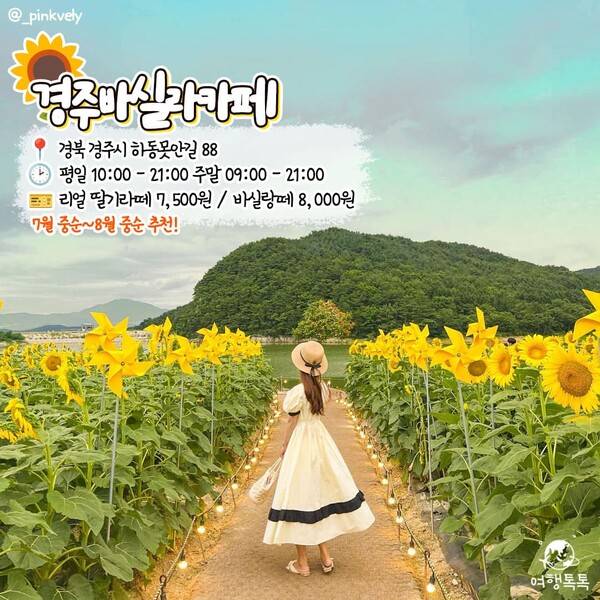 해바라기 명소 추천 경주 바실라카페 /&nbsp;@_pinkvely&nbsp;