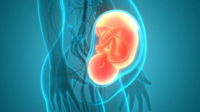 태아는 아빠로부터 물려받은 각인 유전자를 이용해 엄마의 영양분을 얻으려 한다는 연구 결과가 나왔다. magicmine/게티이미지뱅크 제공.