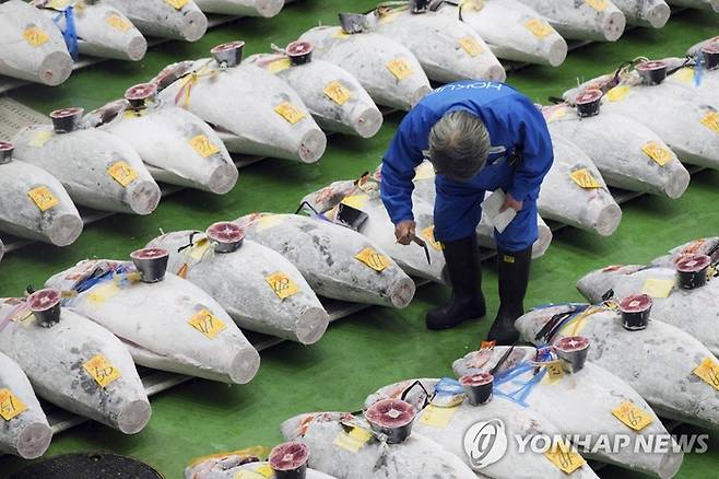 경매에 앞서 참치의 꼬리 부위를 잘라 품질을 검사하고 있다. 기사와 무관, 자료사진. [사진출처 = 연합뉴스]