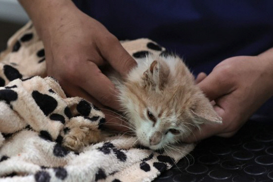 바이러스성 복막염에 걸린 키프로스섬 고양이. AFP 연합뉴스