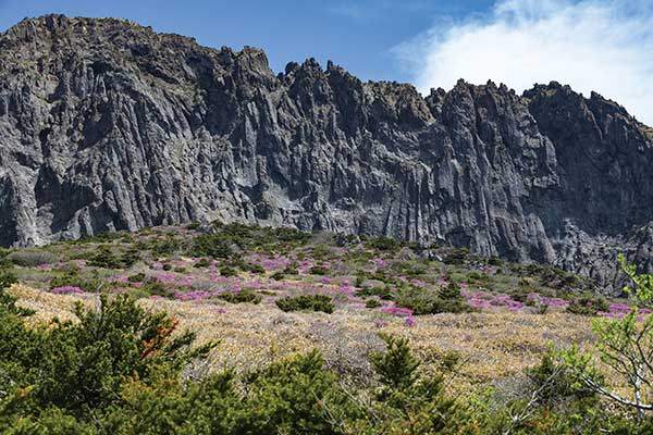 병풍처럼 펼쳐진 남벽. 그 앞에서 산철쭉이 붉고 붉다.