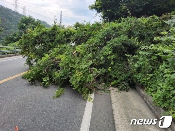 13일 내린 장맛비로 경북 경주 양남면의 한 도로에 나무가 쓰러져 있다. (경북소방본부 제공) 2023.7.13/뉴스1