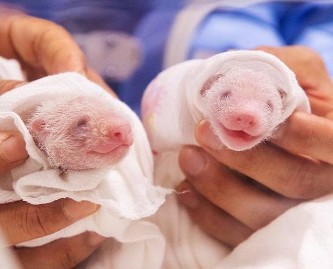 방긋 미소짓는 듯한 생김새의 쌍둥이 판다. /에버랜드