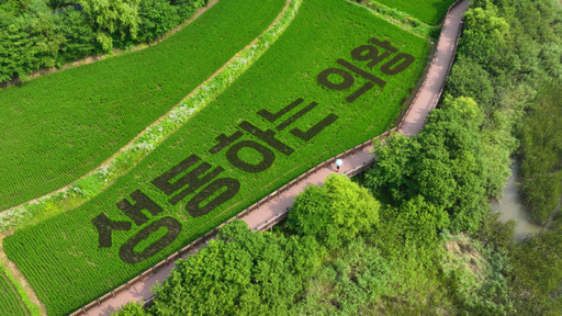 의왕시 학의동에 조성된 벼 아트. 의왕시 제공