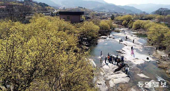 매년 3월 산수유 나무가 군락을 이루는 전남 구례군 산동면에는 꽃을 보려는 발길이 이어진다. 구례 산수유 농업 시스템은 내년 세계중요농업유산 등재를 준비하고 있다. 동아일보DB