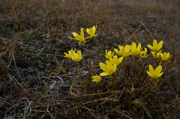 노랑습지범의귀(Yellow Marsh Saxifrage)비교적 큰 꽃이 피어납니다. 노란 꽃잎에 주황색 점이 있습니다. 높이 4~10cm 정도로 군집을 이룹니다.