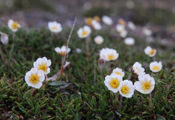 북극담자리꽃나무(Mountain Avens)작지만 상록성 관목입니다. 편평한 방석모양으로 모여 자라며 흰색의 꽃을 피웁니다.북극의 꽃들은 짧은 여름 기간 동안 싹을 틔어 꽃을 피우고 열매를 맺는 이들은 작지만 화려하고 강렬한 색채로 툰드라 동토층을 장식합니다.