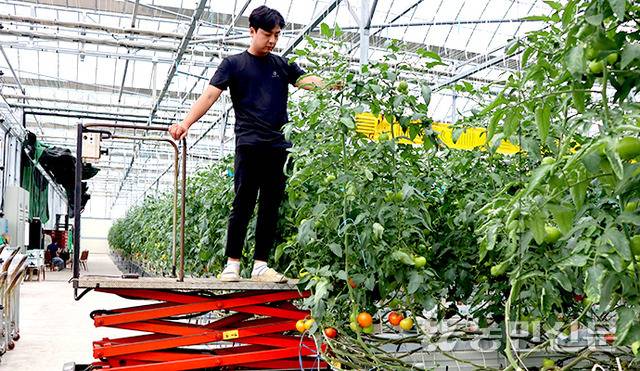 2년 전 경남 김해로 귀농한 주원찬씨가 스마트팜 안의 농작업로에서 리프트를 이용해 천장까지 자란 토마토 줄기를 살펴보고 있다. 하지만 행정기관은 이 스마트팜이 개발제한구역 안에 설치돼 콘크리트 농작업로는 불법이라며 맨땅 상태로 원상복구 할 것을 명령했다.