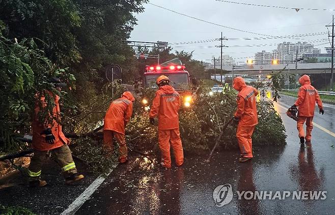 쓰러진 가로수 (영광=연합뉴스) 호우 특보가 발효된 14일 오전 전남 영광군 한 도로에 가로수가 쓰러져 소방 당국이 안전 작업을 하고 있다. 2023.7.14 [전남 소방본부 제공. 재판매 및 DB 금지] daum@yna.co.kr