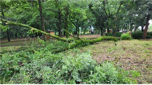 천연기념물 '의성 사촌리 가로숲' 피해 모습  [문화재청 제공. 재판매 및 DB 금지]