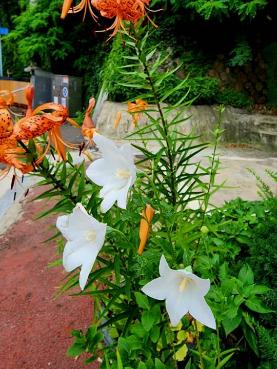 나리꽃과 함께 핀 백도라지 꽃. 2022년 7월12일 인사동