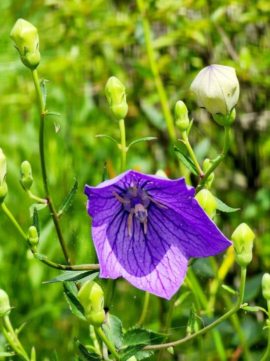도라지꽃은 수술과 씨방이 각각 5개다. 실핏줄이 진 풍선 모양의 꽃망울이 ‘펑’하고 터지기 직전이다. 2022년 6월