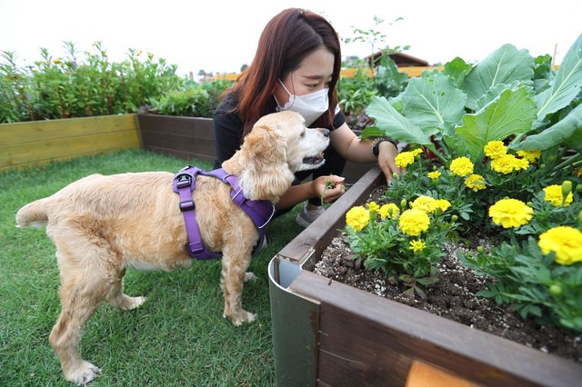 [서울=뉴시스] 강아지와 함께 '반려동물 동반 텃밭'을 산책하고 있는 모습. (사진=뉴시스 DB). photo@newsis.com *재판매 및 DB 금지