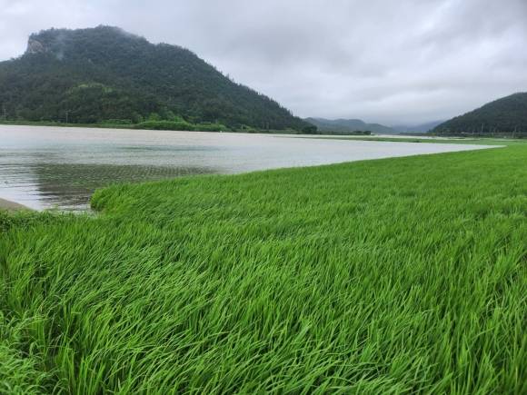폭우에 잠긴 들녘 - 16일 오전 전남 해남군 현산면 들녘이 폭우에 잠겨 있다. 기상청은 광주·전남 전역에 호우경보를 발효했다. 2023.7.16 독자 제공