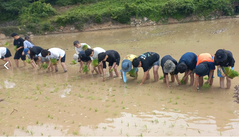 상주중의 농사 체험. 상주중 제공