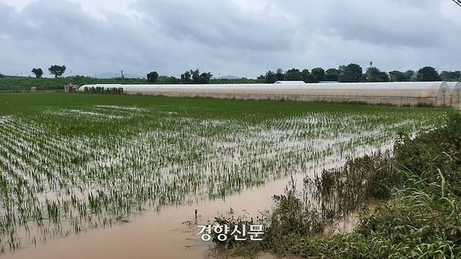 지난 16일 충북 청주시 흥덕구 오송읍의 한 논이 사흘간 이어진 폭우로 하천이 범람하면서 물바다로 변해 있다. 이삭 기자.