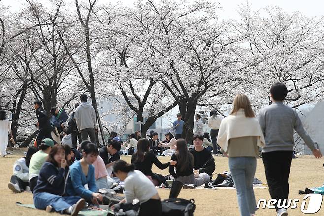 경기 성남시 수정구 가천대학교 글로벌캠퍼스에서 열린 봄 축제에서 학생들이 활짝 핀 벚꽃과 함께 봄정취를 만끽하고 있다. 2023.3.29/뉴스1 ⓒ News1 김영운 기자