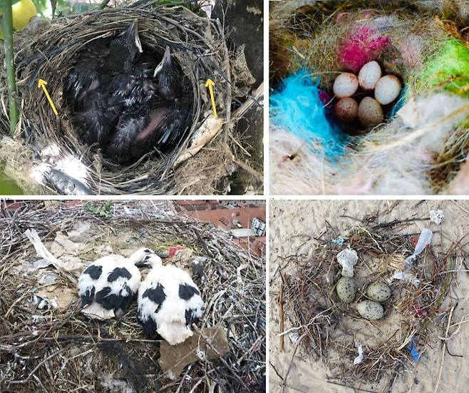 인공 재료를 넣어 지어진 새 둥지들. 검은 플라스틱끈이나 합성섬유 충전재, 플라스틱 끈과 알루미늄 호일 등을 이용해 지었다./Poznań University of Life Sciences,  University of Granada, Philosophical Transactions of The Royal Society B