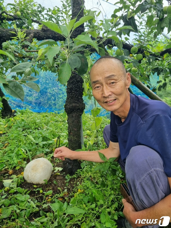 지난 14일 전북 남원시 산내면 입석마을 주진환씨(60)의 사과농장에서 세계적 희귀종 댕구알버섯이 발견됐다. /사진=뉴스1(남원시 제공)