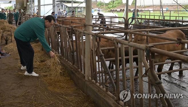 집중호우 피해 축산농가에서 여물 주는 윤석열 대통령 (공주=연합뉴스) 진성철 기자 = 집중호우 피해 현장 방문에 나선 윤석열 대통령이 18일 충남 공주시 탄천면 한우 축산농가를 찾아 소에게 여물을 주고 있다. 2023.7.18 zjin@yna.co.kr