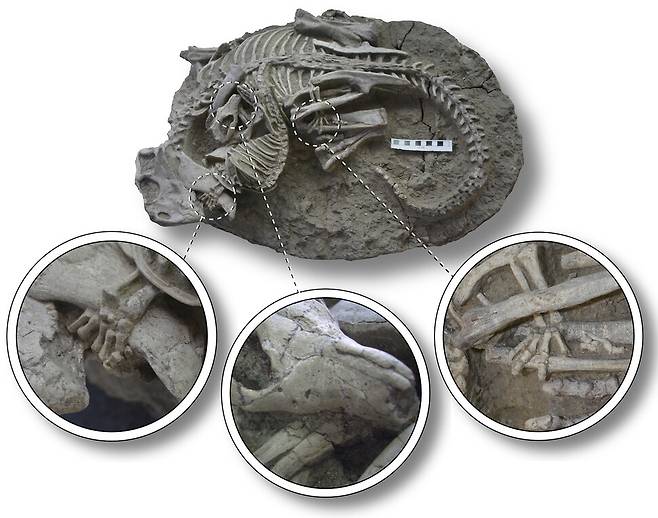 공룡과 포유류의 골격이 서로 얽혀 있는 모습과 상호작용을 보여준다. 눈금 막대는 10cm. 중국에서 발견된 이 특이한 화석은 초기 포유류가 공룡 고기를 저녁 식사로 사냥했을 수 있음을 시사한다. 이 화석은 오소리와 같은 생물이 부리가 달린 공룡의 세 배 크기의 공룡을 씹어 먹는 모습을 보여준다. 캐나다 자연 박물관/사이언티픽 리포트