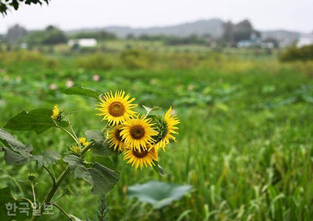 우습제 산책로에 해바라기가 활짝 피어 있다.