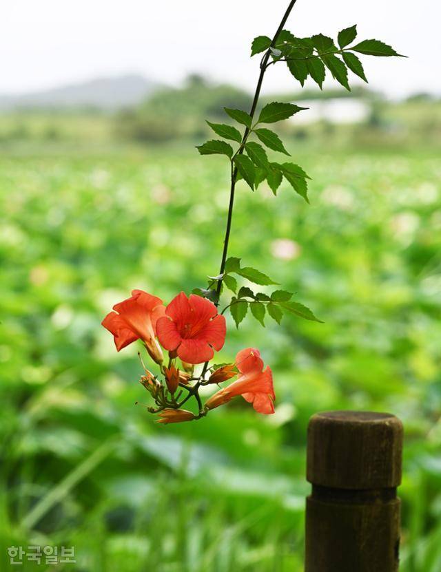 우습제 산책로에 능소화가 늘어져 있다.