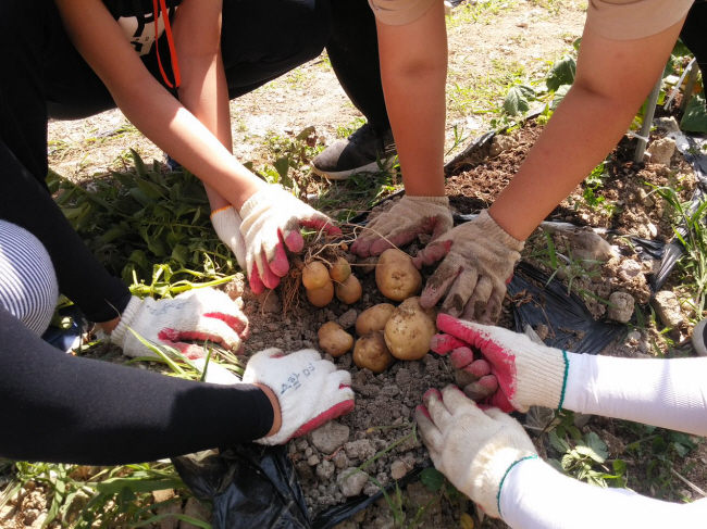 포항 효자초 학생들이 2018년 여름 학교 옆 텃밭에서 캔 감자를 정리하고 있다. 초록우산어린이재단 제공