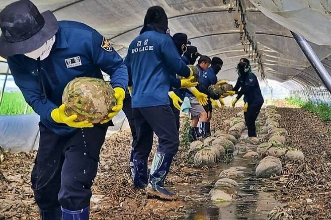 수해 피해 복구 지원을 위해 19일 전북 익산까지 달려온 대구경찰청 5기동대 소속 대원들이 용안면 한 농가 비닐하우스에서 물에 잠겨 상품성을 잃은 수박을 밖으로 꺼내는 작업을 하고 있다. 전북경찰청 제공