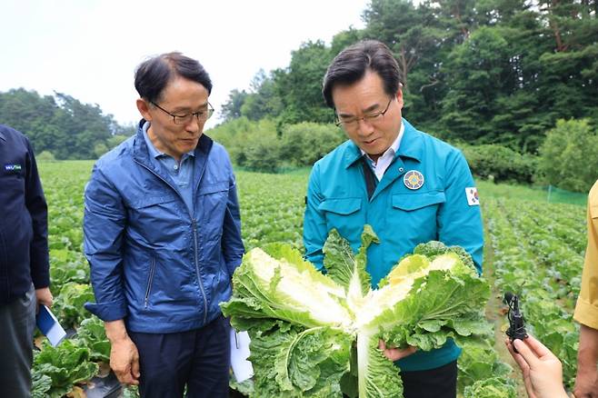 정황근 장관이 20일 대관령 고랭지 여름배추 현장을 찾아 직접 배추작황을 점검하고 있다.