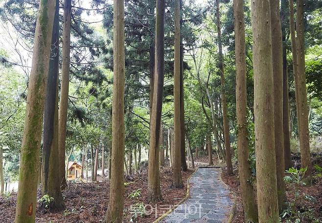 전남 완도자연휴양림 산책로