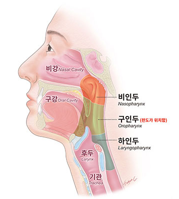 두경부암이 발생하는 부위를 나타낸 그림. 국가암정보센터 제공