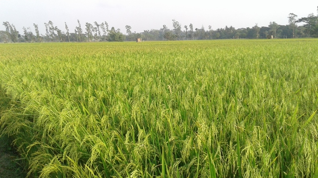 ‘쌀 수출국 1위’인 인도가 쌀 수출금지 조치를 내렸다. 러시아의 ‘흑해 곡물 수출협정’ 중단 선언으로 가뜩이나 불안정한 국제 곡물가격을 끌어올릴 것이라는 우려가 나온다. 사진은 인도 농경지로 기사의 특정 사실과 관련 없음. 위키미디어 커먼스