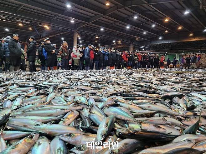 부산공동어시장 상인들이 고등어 경매를 위해 모여들고 있다. ⓒ데일리안 장정욱 기자