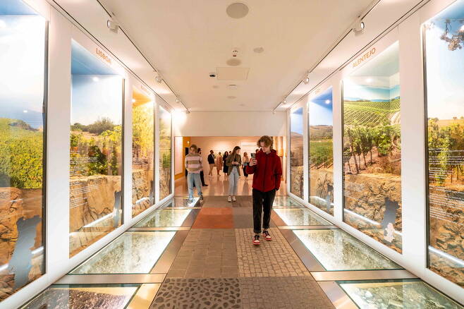 포르투 복합문화지구 WOW에 마련된 몰입형 박물관 '와인 익스피리언스'에서 관람객이 포도 재배 과정을 체험하고 있다.