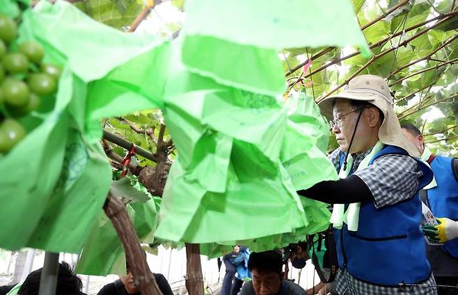 이재명 더불어민주당 대표가 25일 오전 충남 부여군 부여읍 정동리 침수지역 비닐하우스에서 수해복구 지원 활동을 하고 있다.ⓒ뉴시스