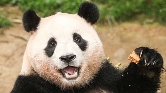 지난 20일 오전 경기 용인시 처인구 에버랜드에서 세번째 생일을 맞은 아기판다 푸바오가 먹이를 먹고 있다. 뉴스1