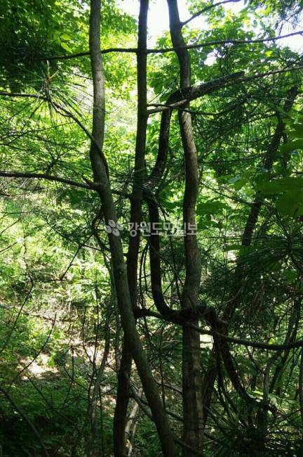 ▲&nbsp;2016년 6월 평창의 한 야산에서&nbsp;지 모씨가 촬영한 길이 6m로 추정되는 초대형 구렁이. [강원도민일보 자료사진]