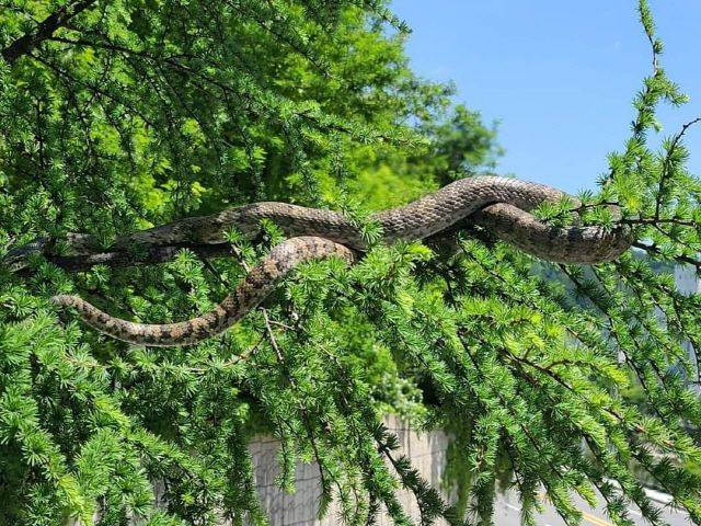 지난해 강원도 태백시에서 발견된 거대한 뱀. /뉴스1