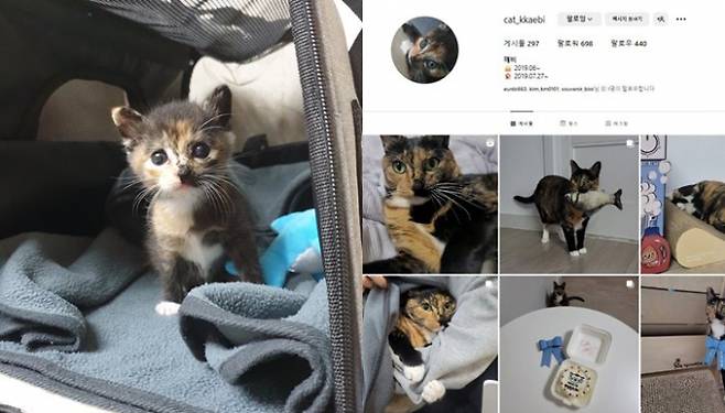 고양이의 경우 초기 검진 비용으로 30만원 정도, 매월 고정 양육 비용으로 15만원 정도 지출되는 것으로 확인됐다. /사진=고양이 깨비의 사진(김모씨 제공)과 'cat_kkaebi' 인스타그램 캡처