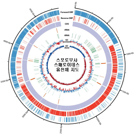국립생물자원관과 공동연구팀이 온실가스 분해 능력이 뛰어난 미생물로 확인한 자생 아세토젠 미생물(스포로무사 스패로이데스)의 유전체 지도. 국립생물자원관