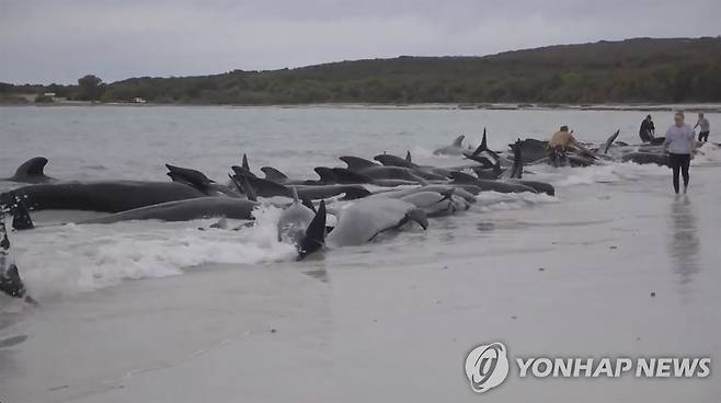 호주 해변에 좌초한 고래들 [AP 연합뉴스]