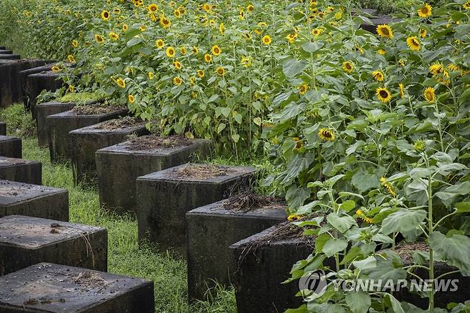 '정전70주년' 냉전의 유물에 핀 해바라기 (파주=연합뉴스) 임병식 기자 = 정전협정일을 하루 앞둔 26일 경기도 파주시 대전차 장애물 위로 해바라기가 활짝 펴있다. 
    파주시는 정전70주년을 맞아 군과 협조해 냉전 시기 전차 방어를 위해 만든 대전차 장애물에 산책로와 쉼터를 조성했다. 2023.7.26 andphotodo@yna.co.kr