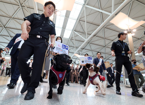 Detection dogs search for smuggled drugs at Incheon International Airport on Tuesday. The Korea Customs Service will promote a campaign at the airport to prevent illegal drug dealing in the country through the end of August. [YONHAP]